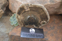 Polished Petrified Wood Slices x 6 From Gokwe, Zimbabwe