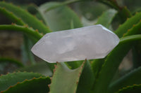 Polished Gemmy Rose Quartz Double Terminated Points x 6 From Madagascar