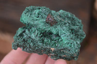 Natural Silky Malachite Specimens x 6 From Kasompe, Congo