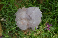 Natural Cactus Flower Lilac Amethyst Spirit Quartz Clusters x 2 From Boekenhouthoek, South Africa