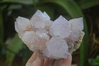 Natural Cactus Flower Lilac Amethyst Spirit Quartz Clusters x 2 From Boekenhouthoek, South Africa