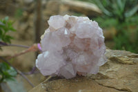 Natural Cactus Flower Lilac Amethyst Spirit Quartz Clusters x 2 From Boekenhouthoek, South Africa