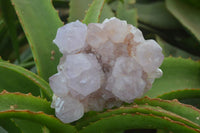 Natural Cactus Flower Lilac Amethyst Spirit Quartz Clusters x 2 From Boekenhouthoek, South Africa