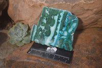 Polished Rare Malacolla Slices x 6 From Kalukundi Mine, Congo