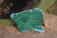 Polished Rare Malacolla Slices x 6 From Kalukundi Mine, Congo