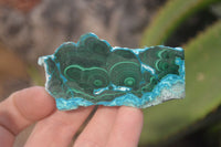 Polished Rare Malacolla Slices x 6 From Kalukundi Mine, Congo