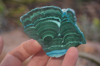 Polished Rare Malacolla Slices x 6 From Kalukundi Mine, Congo