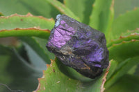 Natural Rare Metallic Purpurite Cobbed Specimens x 12 From Erongo, Namibia