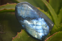 Polished Labradorite Standing Free Forms x 2 From Tulear, Madagascar