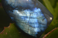 Polished Labradorite Standing Free Forms x 2 From Tulear, Madagascar