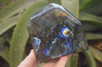 Polished Labradorite Standing Free Forms x 2 From Tulear, Madagascar