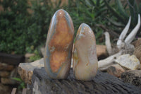 Polished Polychrome Jasper Standing Free Forms x 2 From Madagascar