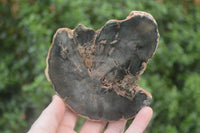 Polished Petrified Wood Slices x 6 From Gokwe, Zimbabwe