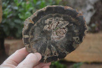 Polished Petrified Wood Slices x 6 From Gokwe, Zimbabwe