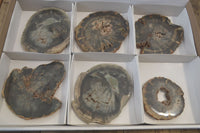 Polished Petrified Wood Slices x 6 From Gokwe, Zimbabwe