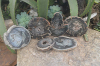 Polished Petrified Wood Slices x 6 From Gokwe, Zimbabwe