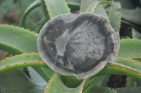 Polished Petrified Wood Slices x 6 From Gokwe, Zimbabwe