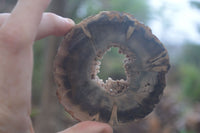 Polished Petrified Wood Slices x 6 From Gokwe, Zimbabwe