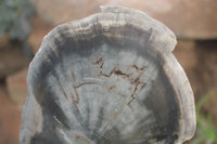 Polished Petrified Wood Slices x 6 From Gokwe, Zimbabwe