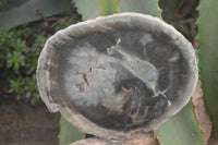 Polished Petrified Wood Slices x 6 From Gokwe, Zimbabwe