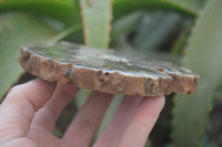 Polished Petrified Wood Slices x 6 From Gokwe, Zimbabwe