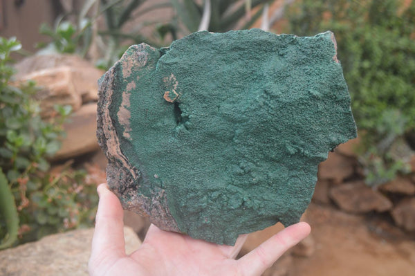 Natural Botryoidal Malachite Specimens x 1 From Tenke Fungurume, Congo