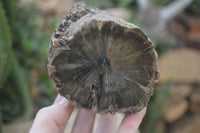 Polished on One Side Petrified Wood Branch Pieces x 2 From Gokwe, Zimbabwe