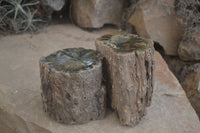 Polished on One Side Petrified Wood Branch Pieces x 2 From Gokwe, Zimbabwe