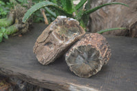 Polished on One Side Petrified Wood Branch Pieces x 2 From Gokwe, Zimbabwe