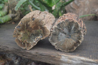 Polished on One Side Petrified Wood Branch Pieces x 2 From Gokwe, Zimbabwe