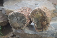 Polished on One Side Petrified Wood Branch Pieces x 2 From Gokwe, Zimbabwe