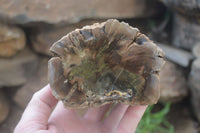 Polished on One Side Petrified Wood Branch Pieces x 2 From Gokwe, Zimbabwe