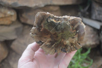 Polished on One Side Petrified Wood Branch Pieces x 2 From Gokwe, Zimbabwe