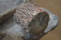 Polished on One Side Petrified Wood Branch Pieces x 2 From Gokwe, Zimbabwe