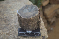 Polished on One Side Petrified Wood Branch Pieces x 2 From Gokwe, Zimbabwe