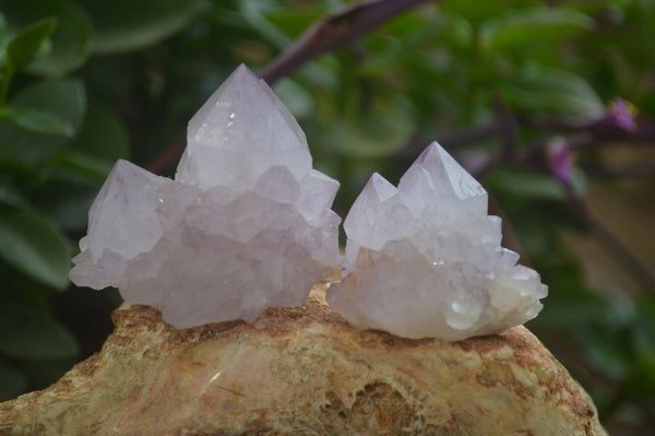 Natural  Ametrine Cactus Flower Spirit Quartz Clusters x 12 From Boekenhouthoek, South Africa