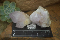 Natural  Ametrine Cactus Flower Spirit Quartz Clusters x 12 From Boekenhouthoek, South Africa