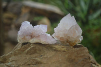 Natural  Ametrine Cactus Flower Spirit Quartz Clusters x 12 From Boekenhouthoek, South Africa