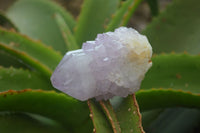 Natural  Ametrine Cactus Flower Spirit Quartz Clusters x 12 From Boekenhouthoek, South Africa