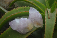 Natural  Ametrine Cactus Flower Spirit Quartz Clusters x 12 From Boekenhouthoek, South Africa