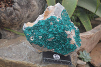 Natural XL Dioptase Specimen x 1 From Likasi, Congo