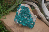 Natural XL Dioptase Specimen x 1 From Likasi, Congo