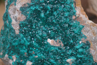 Natural XL Dioptase Specimen x 1 From Likasi, Congo