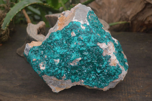 Natural XL Dioptase Specimen x 1 From Likasi, Congo