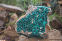 Natural XL Dioptase Specimen x 1 From Likasi, Congo