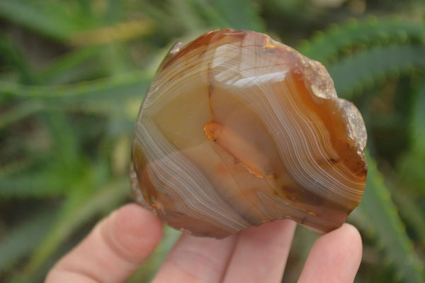 Polished on One Side Red Sashe River Agate Nodules x 6 From Zimbabwe