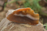 Polished on One Side Red Sashe River Agate Nodules x 6 From Zimbabwe