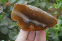 Polished on One Side Red Sashe River Agate Nodules x 6 From Zimbabwe