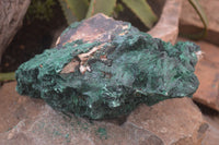 Natural XL Silky Malachite Specimen x 1 From Kasompe, Congo