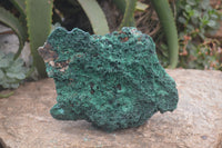 Natural XL Silky Malachite Specimen x 1 From Kasompe, Congo